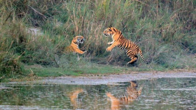 चितवन राष्ट्रिय निकुञ्जमा ‘रात्रि गस्ती’ परिचालन