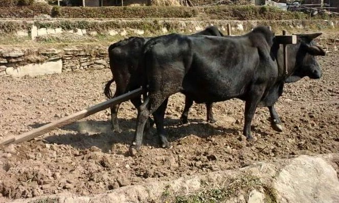 मिथिलाञ्चलमा हलो र गोरु पूजा गरियो