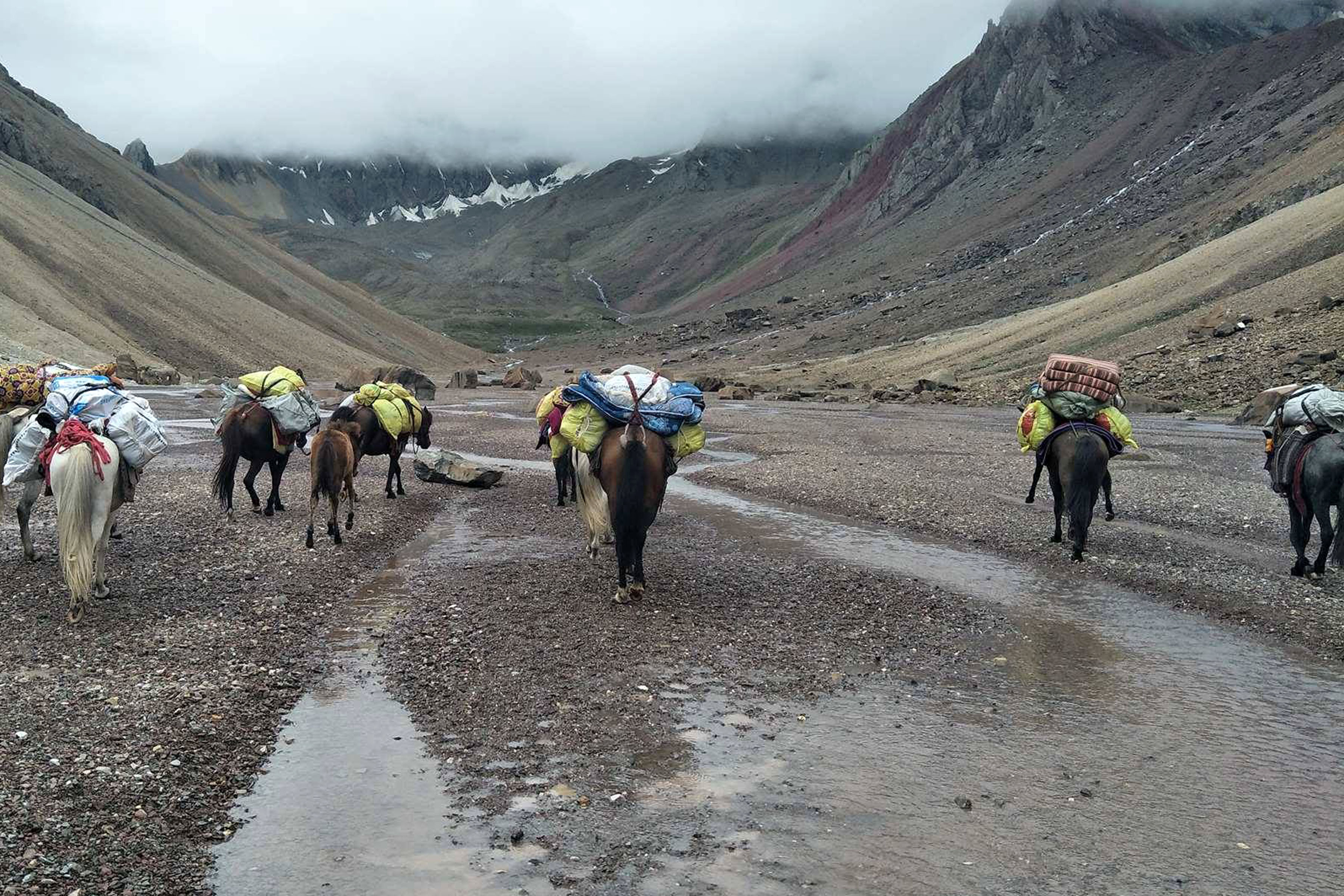 करोडौँको जडीबुटी चोरी निकासी हुँदै