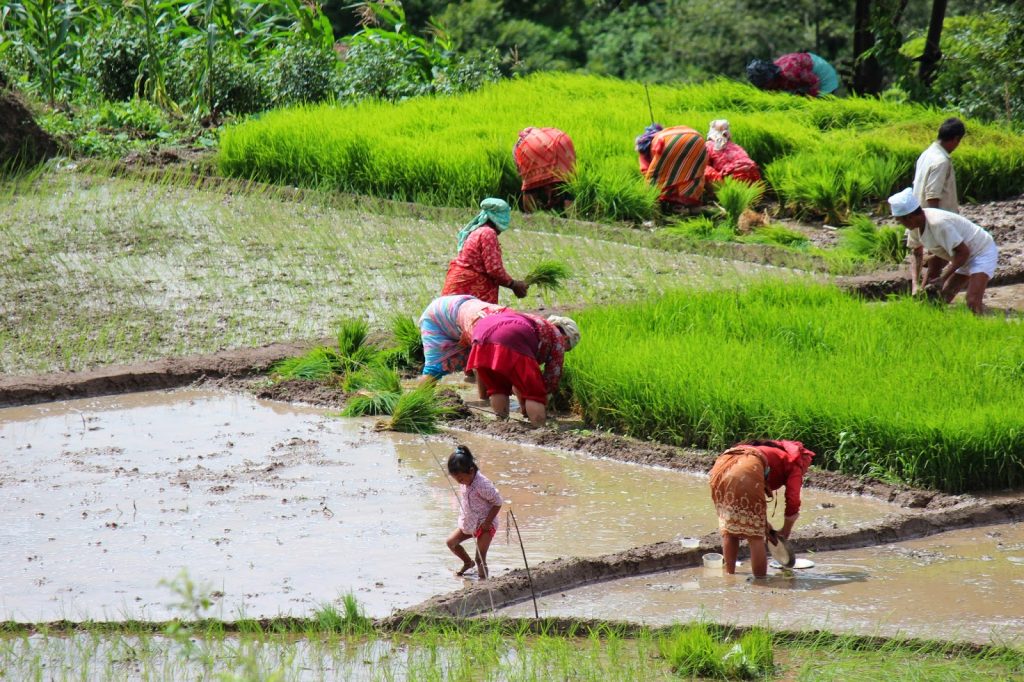 खेतमा काम गर्ने महिलाको श्रमशोषण