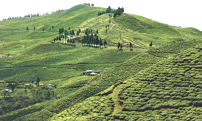 चियाको अन्तर्राष्ट्रिय बजार खोज्न आवश्यक