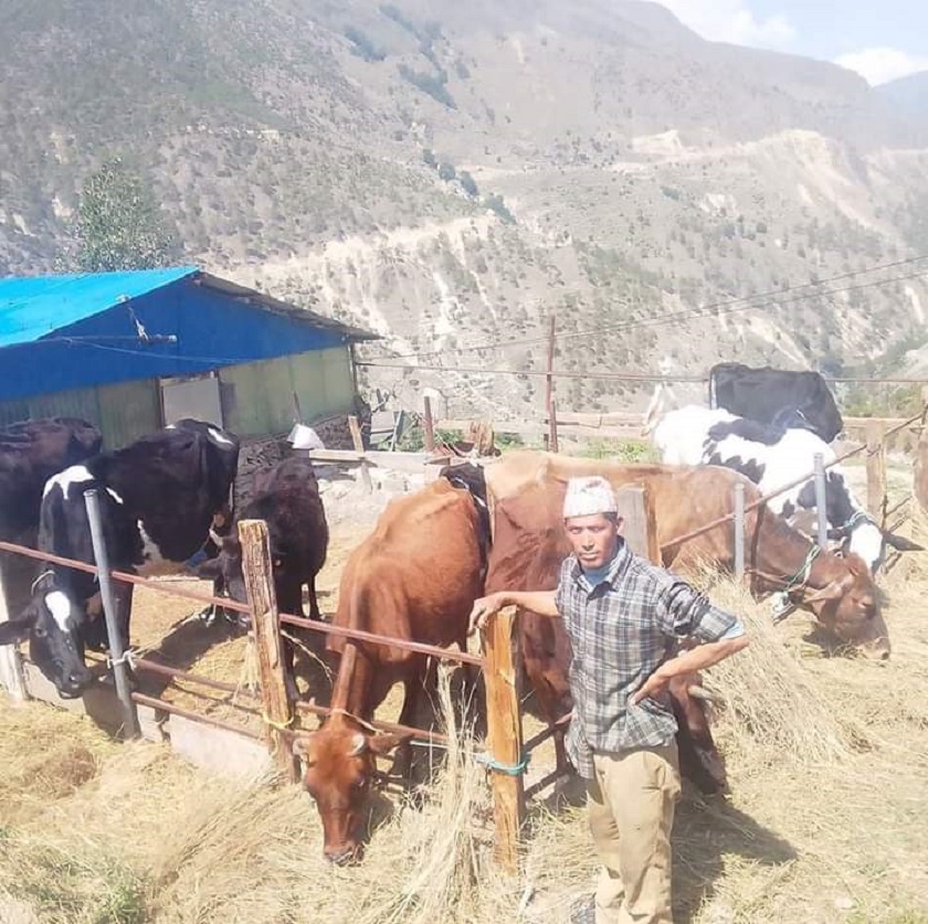 मुगुवाासी गाईपालनमा आकर्षित, दूध बेचेरै मासिक ६० हजार रुपैयाँसम्म आम्दानी