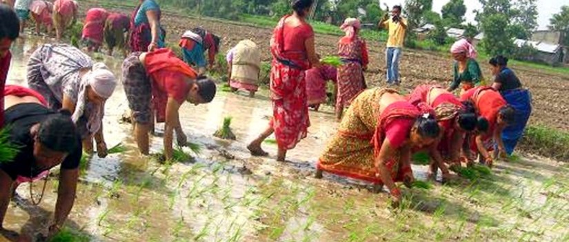 गण्डकीमा ९६ प्रतिशत रोपाइँ सकियो