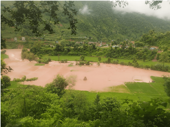 नुवाकोटमा बाढीले सयौँ रोपनी धानखेत बगरमा परिणत