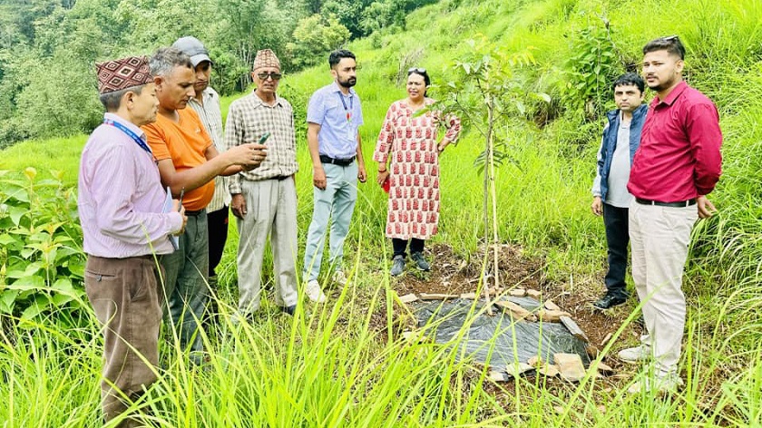 बादरबाट हैरान पर्वतका किसान व्यावसायिक ओखरखेतीमा, साढे ११ हजार बिरुवा रोपियो