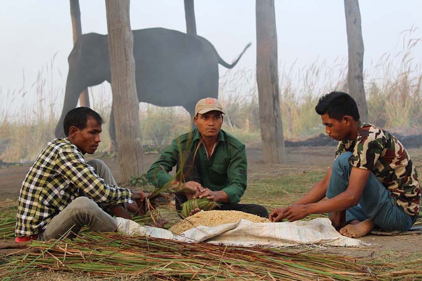 हात्तीका लागि आहारा