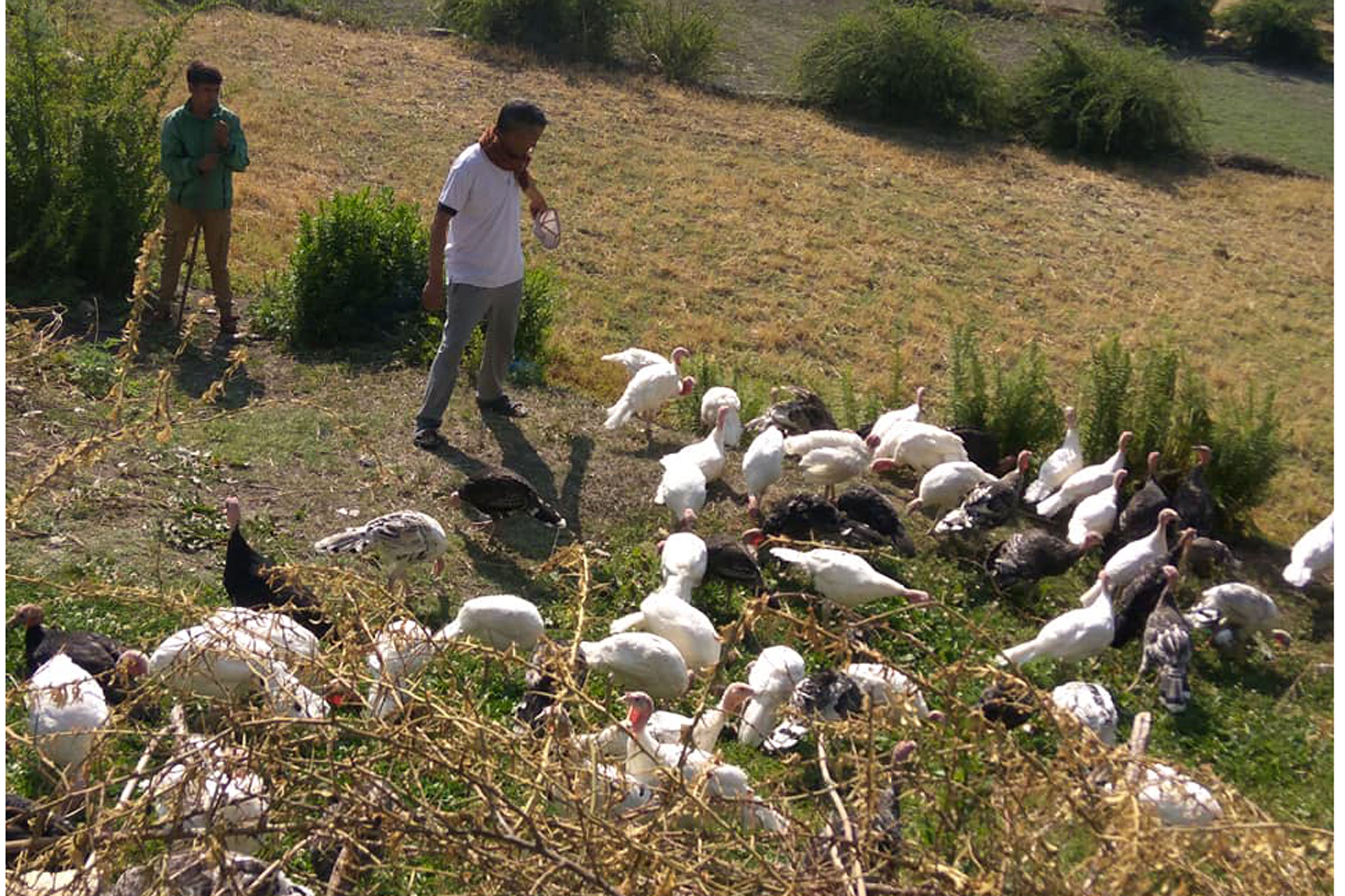 जुम्लामा टर्की पालन