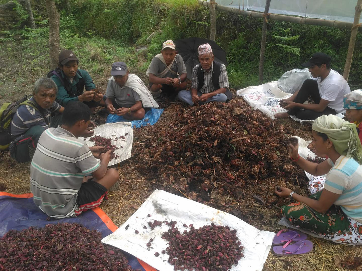 अलैची टिप्दै स्थानीय कृषक