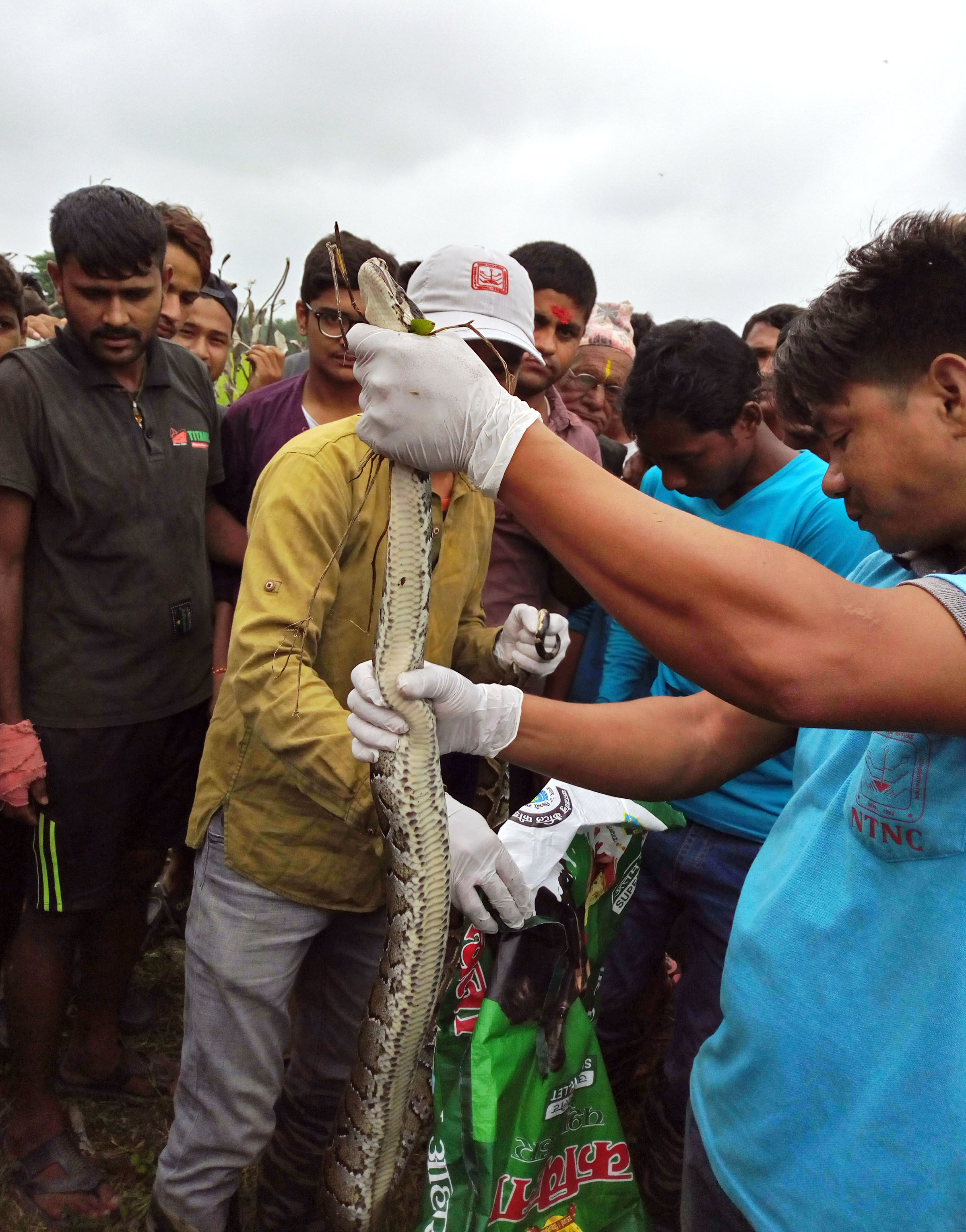 दुर्लभ प्रजातीको अजिङ्गरको उद्धार