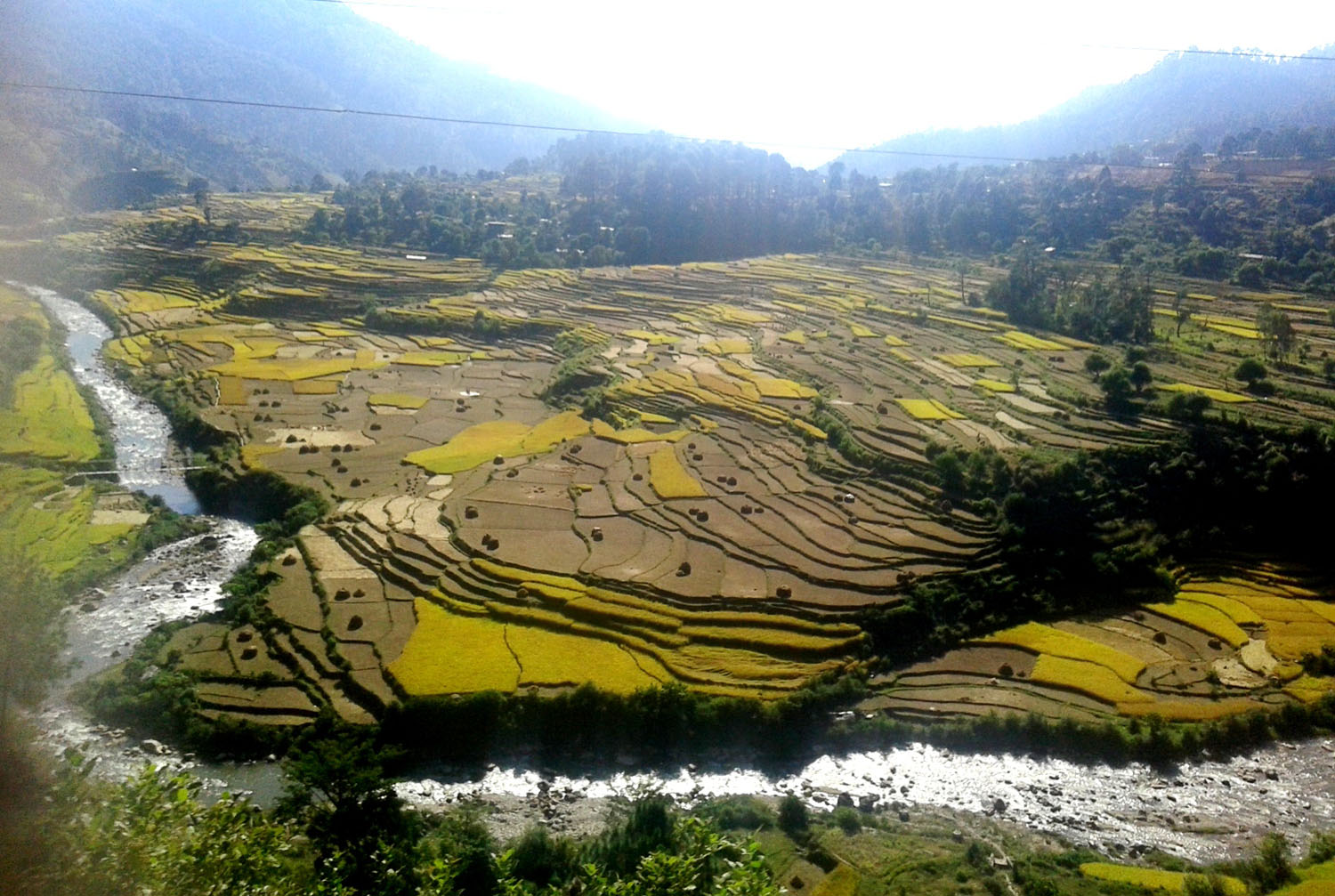 बैतडीको पाटनमा रहेको धानबालीको खेत