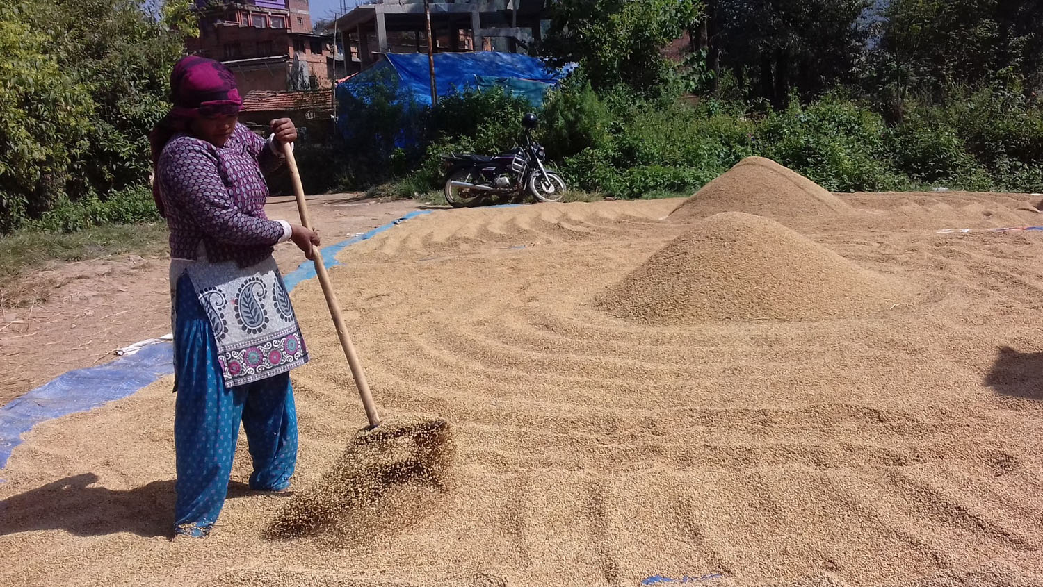 सुकाएको धान पल्टी गर्दै महिला