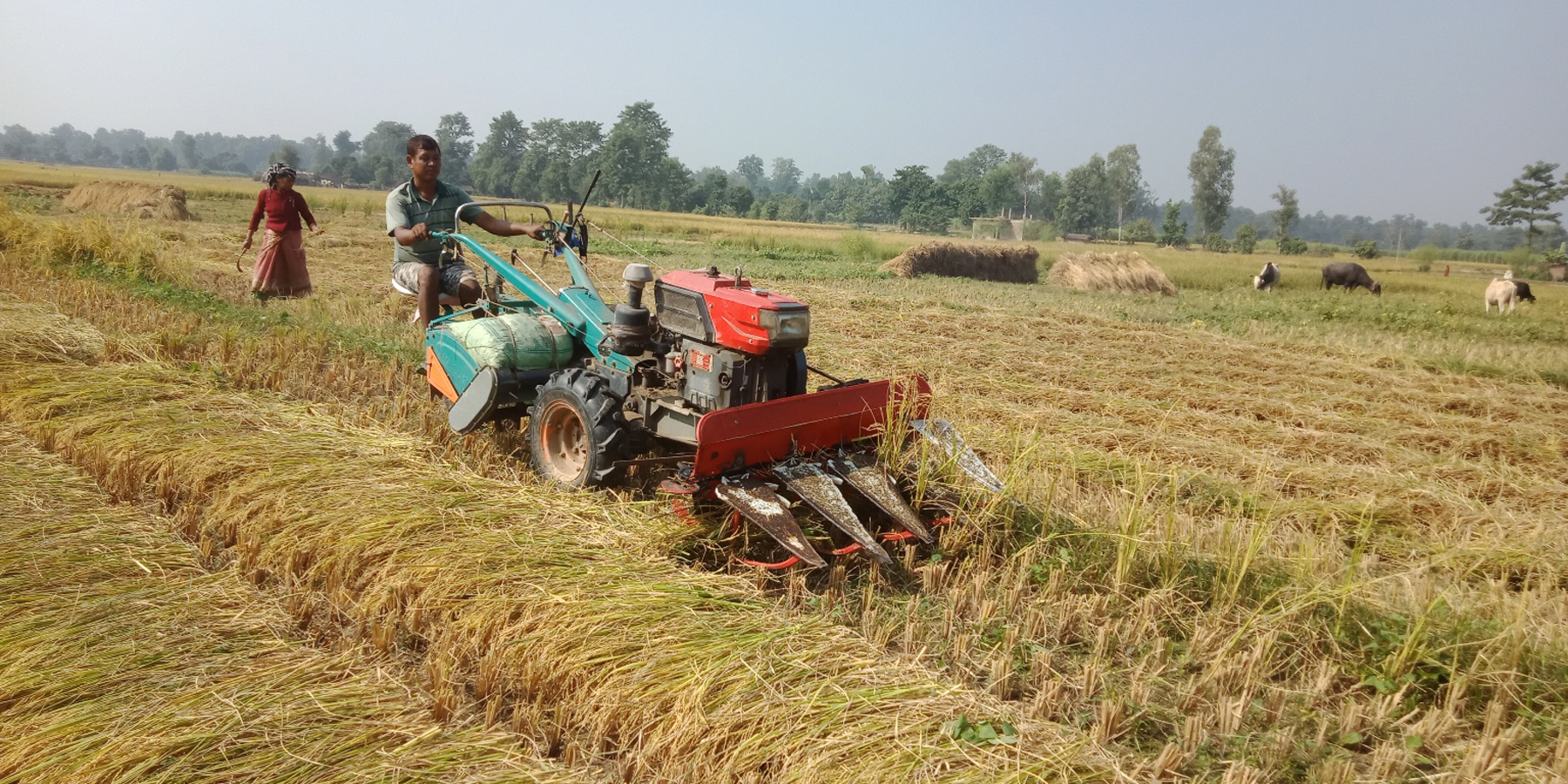 ट्याक्टरको सहायताले धान काट्दै किसान