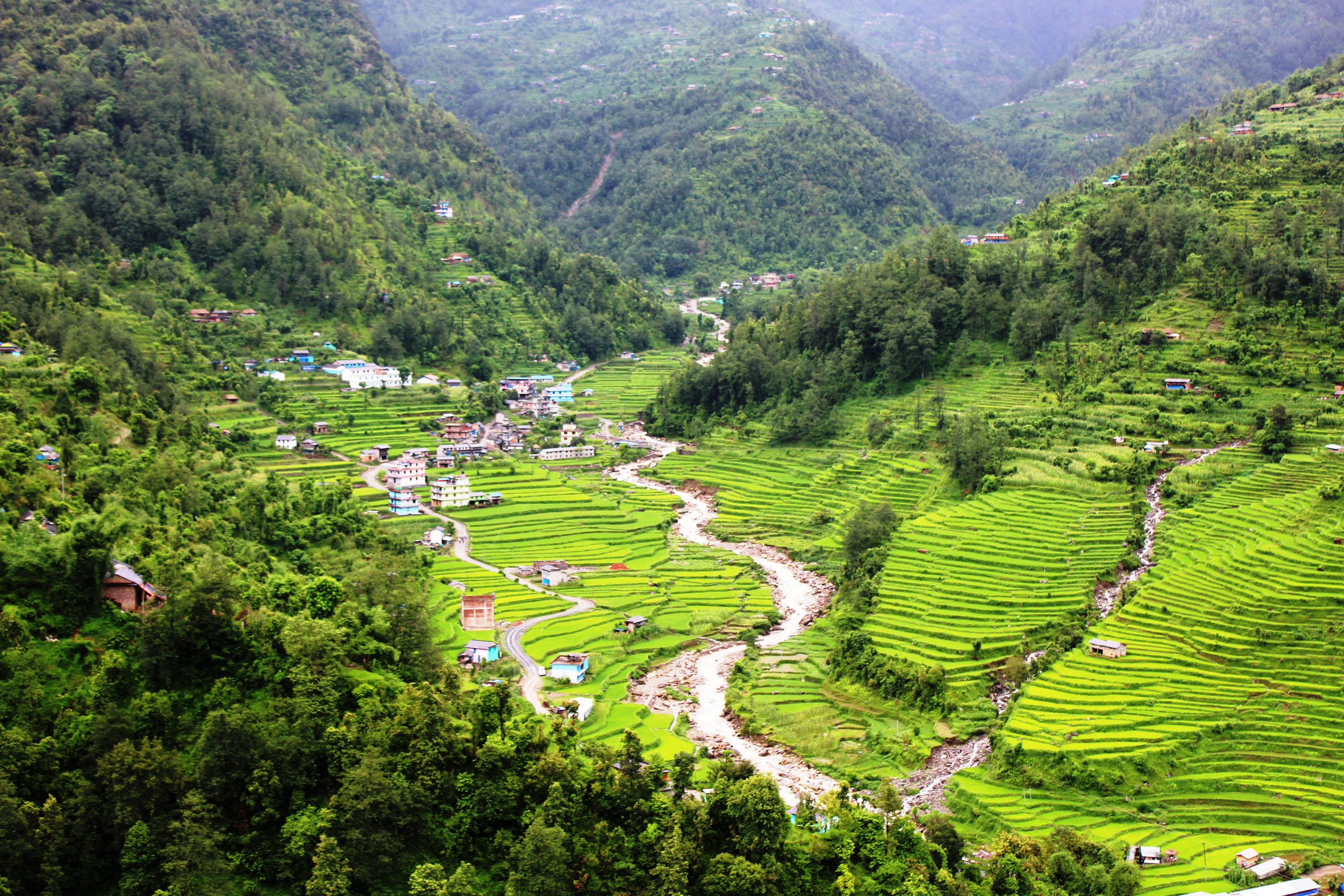 बागलुङमा धानले हरियाली देखिइएको खेत