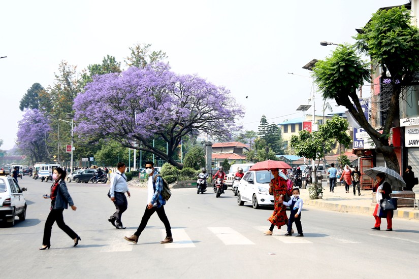 काठमाडौँमा ज्याकारान्डा फूल