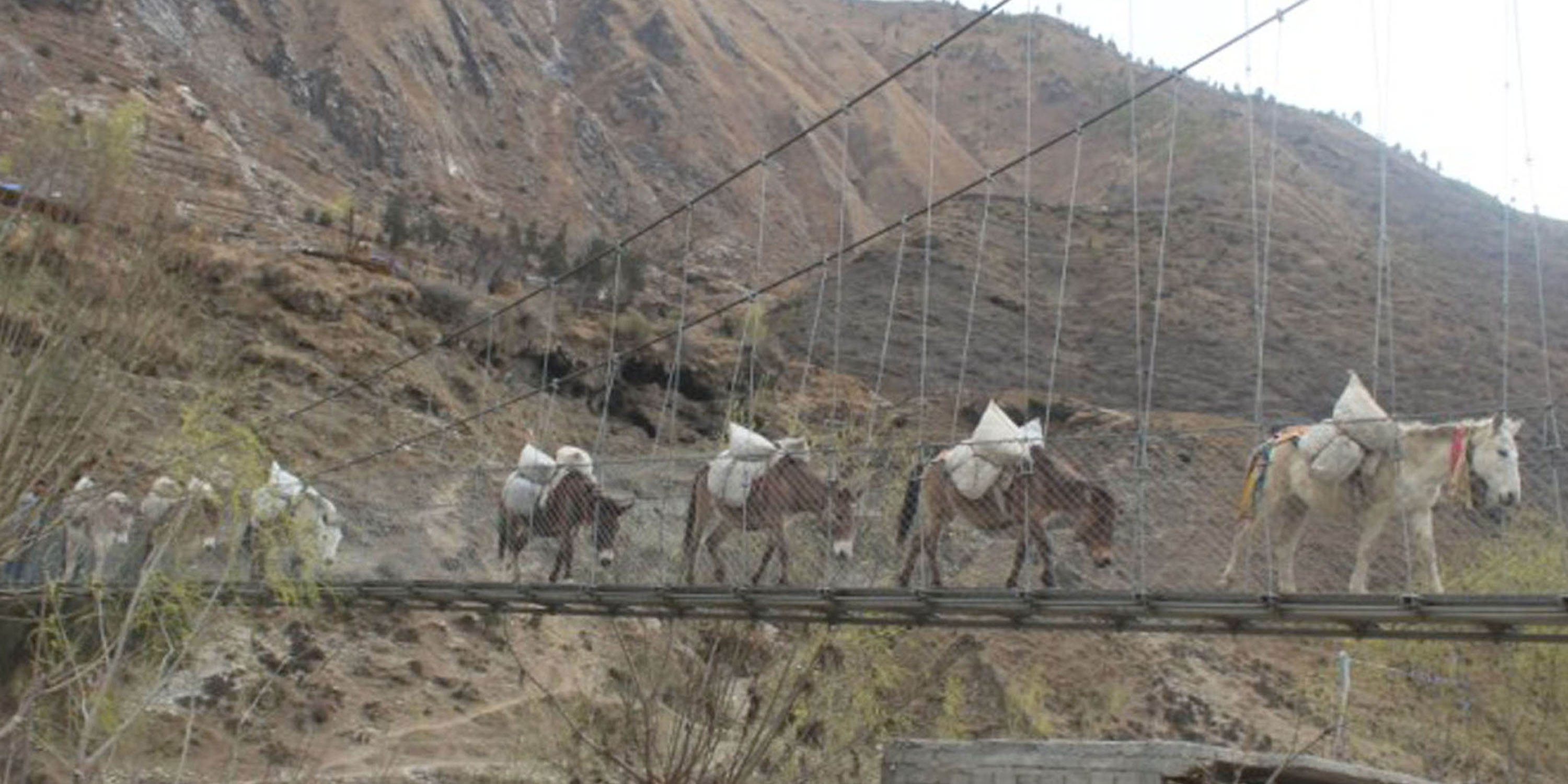 खच्चरबाट खाद्यान्न सामाग्री ढुवानी