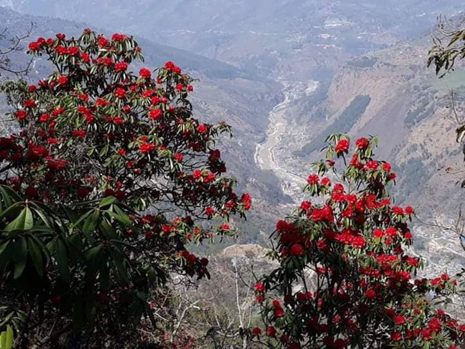 लालीगुराँसको फुल र कालीगण्डकी नदीको दृश्य