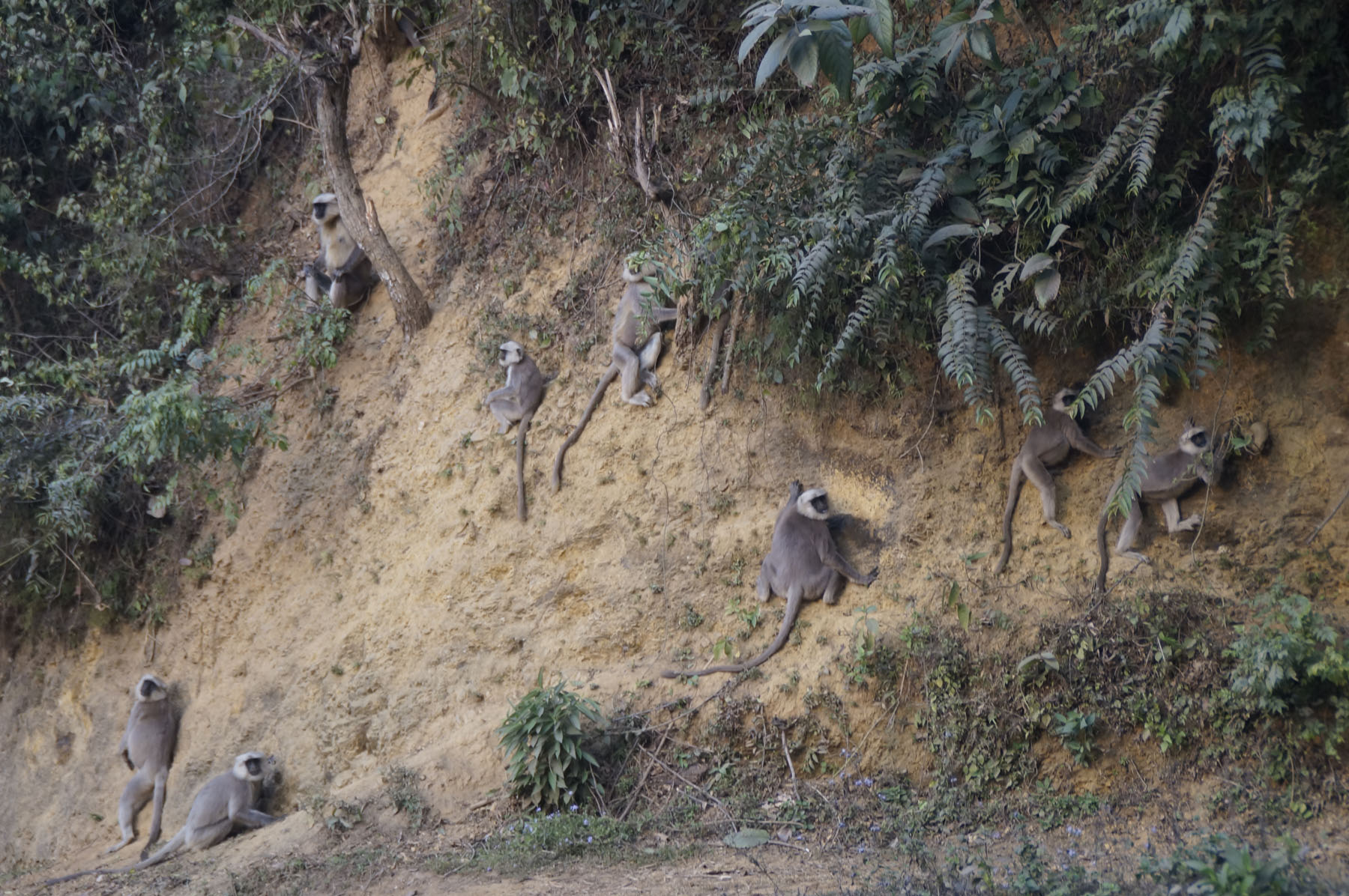 लंगुरको लुकामारी