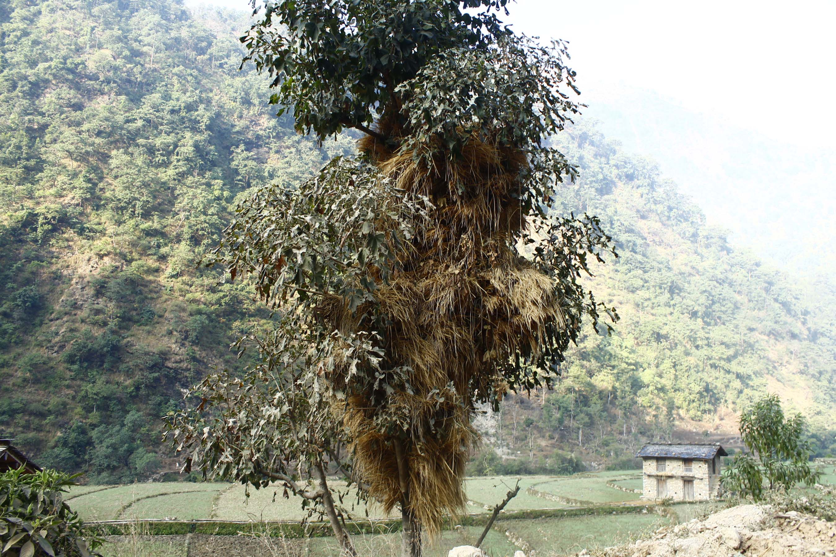 रुखमा धानको पराल