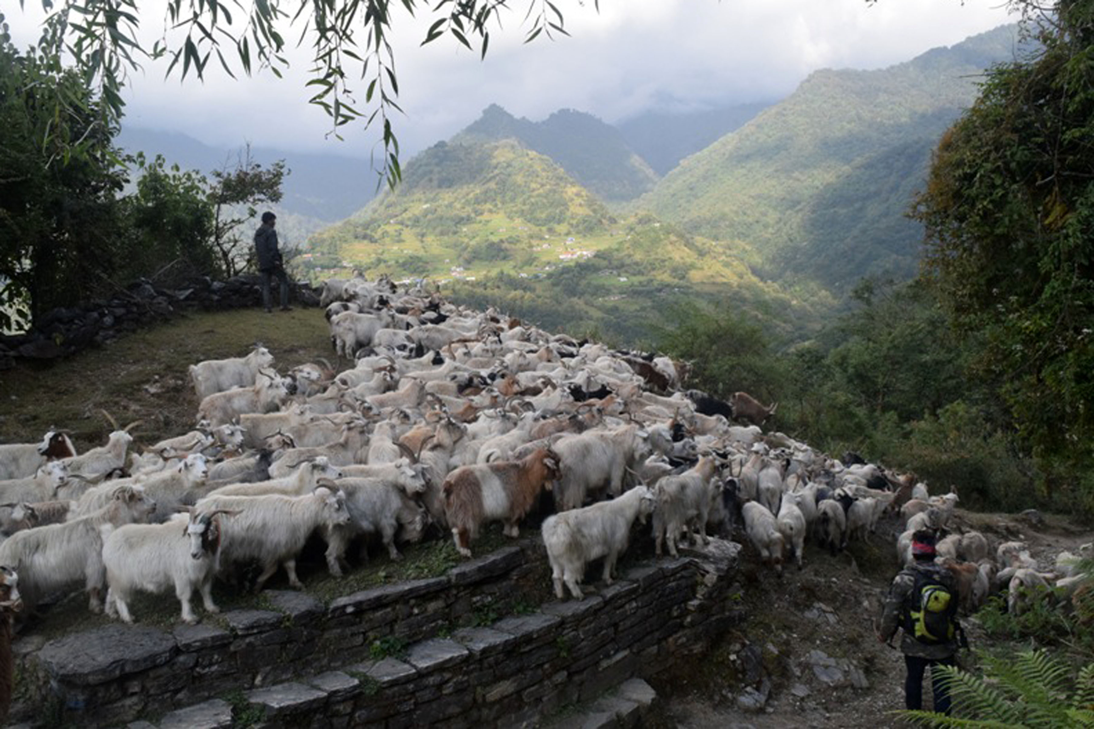 मुस्ताङका भेडा च्याङ्ग्रा