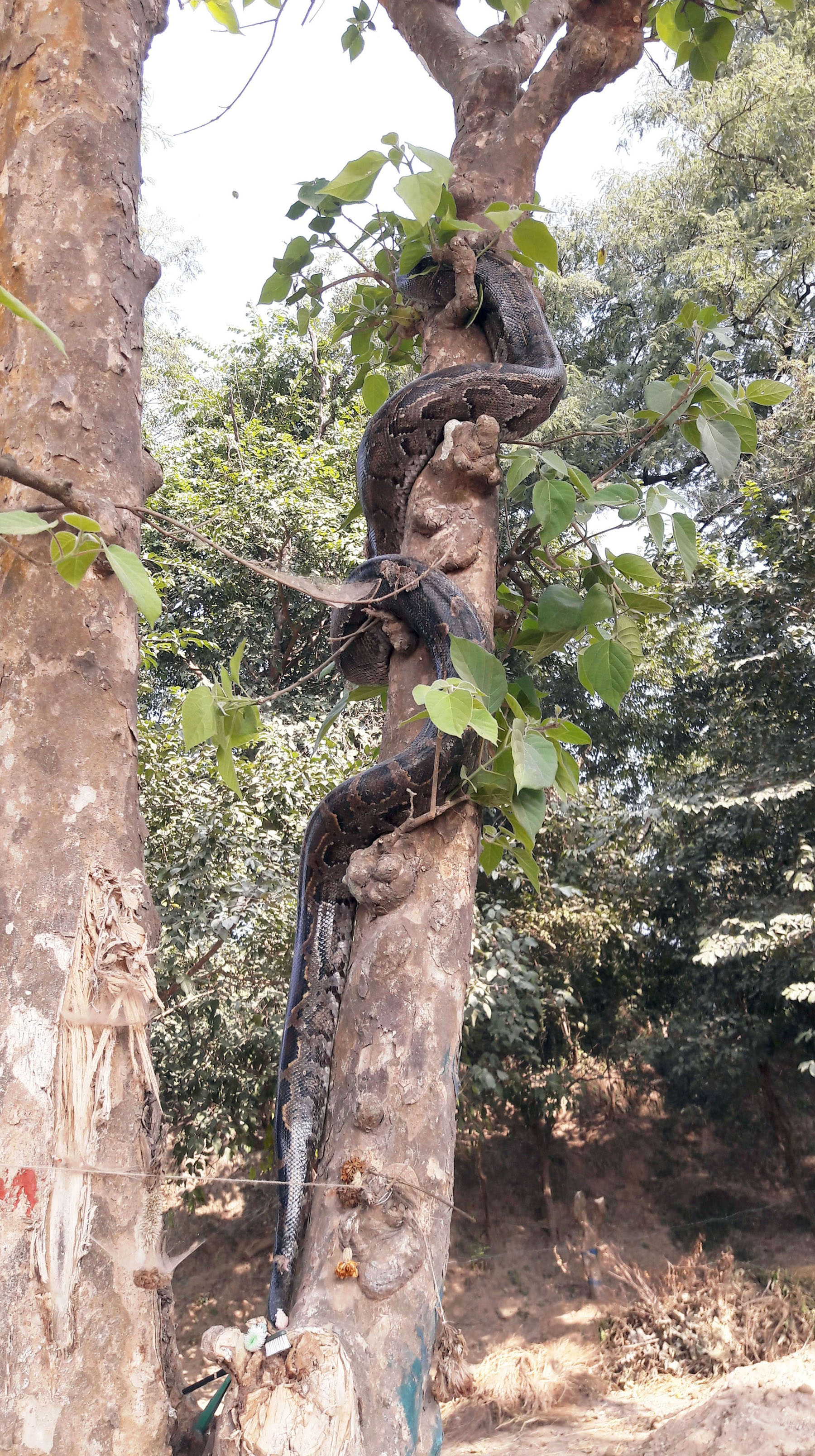 रुख चढ्दै अजिङ्गर