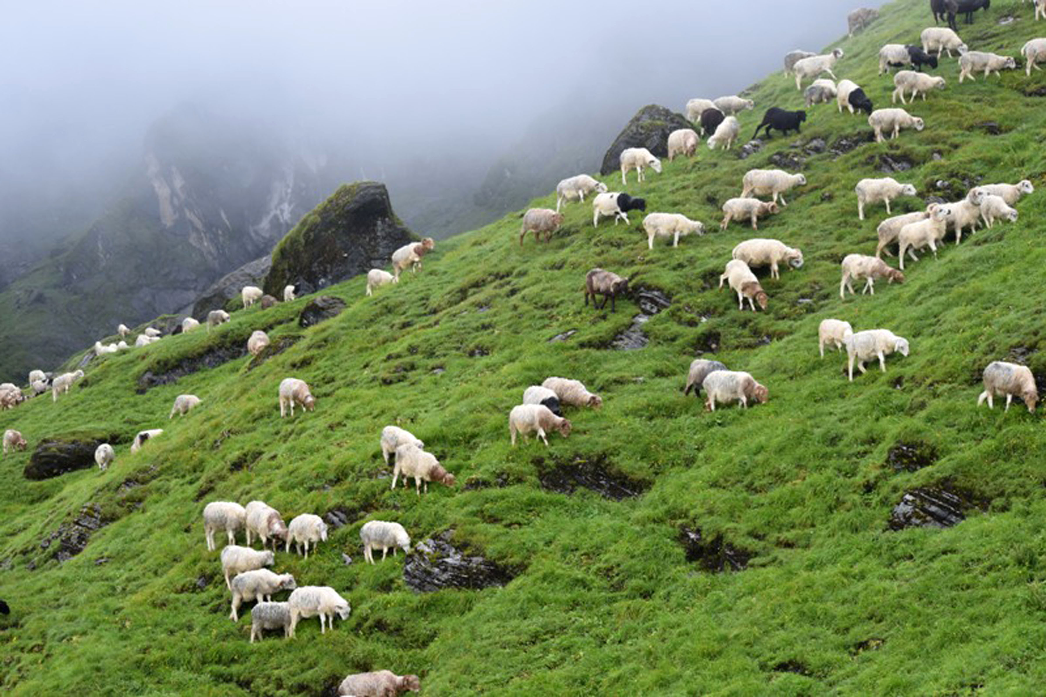 म्याग्दीको ऋखार चरन क्षेत्रमा चर्दै गरेका भेडाबाख्रा