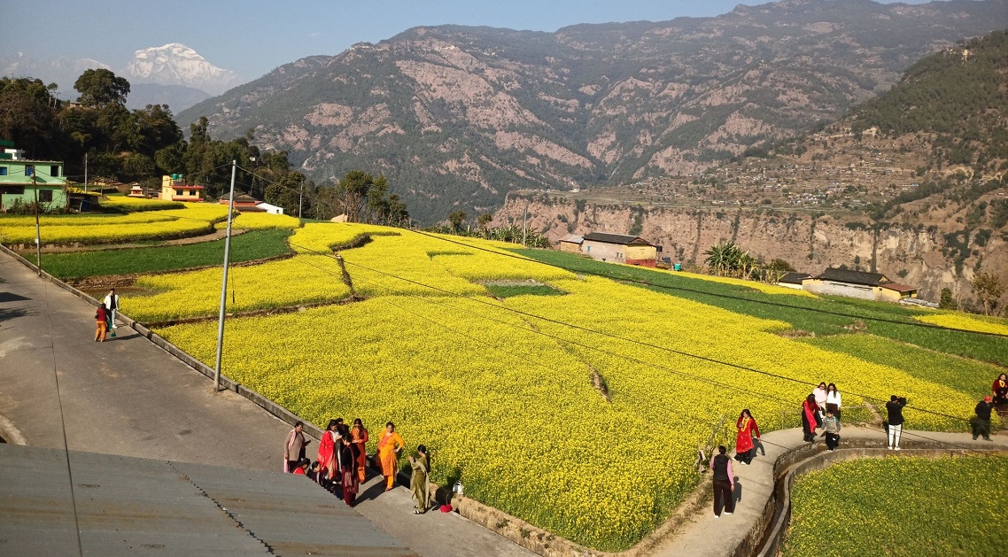 म्याग्दीको तोरीबारी, जहाँ लाग्छ टिकटिक बनाउनेको भीड