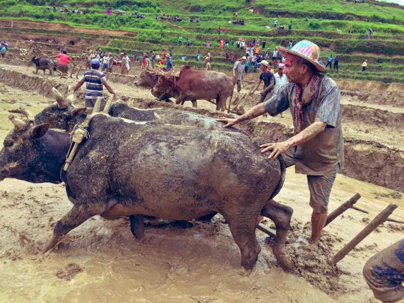 डा. बाबुराम भट्टराई रोपाईं गर्न खेत जोत्दै (तस्विरमा हेर्नुहोस्)