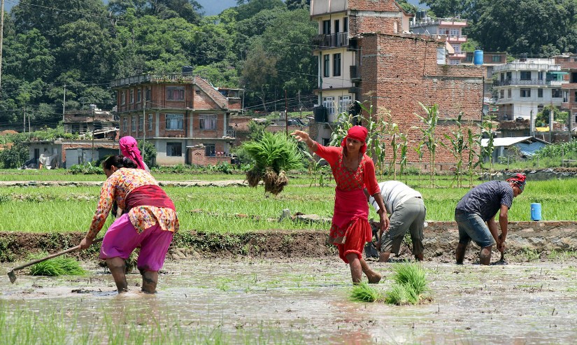 देशभर रोपाइँ सुरु, किसान हरु हिलोसँग खेल्दै(फोटोफिचर)