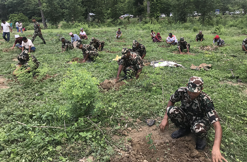 दाउन्नेदेवीमा ६० हजार बिरुवा रोपिने