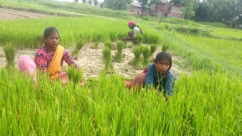 नवलपरासी पूर्वका अधिकांश स्थानमा सकियो रोपाइँ