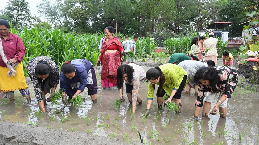 देशभर ९८ प्रतिशत रोपाइँ सम्पन्न, कोशीमा अन्य प्रदेशभन्दा कम