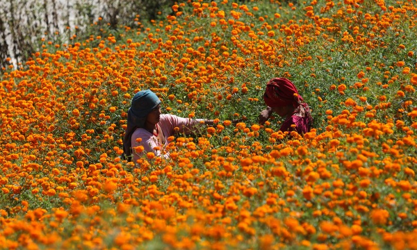 दशैं तिहारमा सयपत्री फूल बेचेर ५ लाख आम्दानी