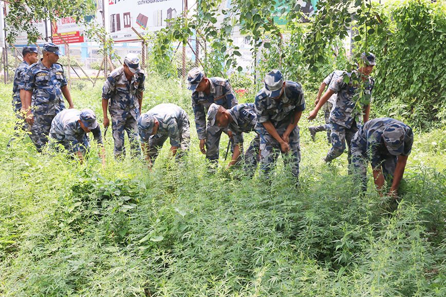 चितवन प्रहरीद्वारा आफै उम्रिएका गाँजा नष्ट