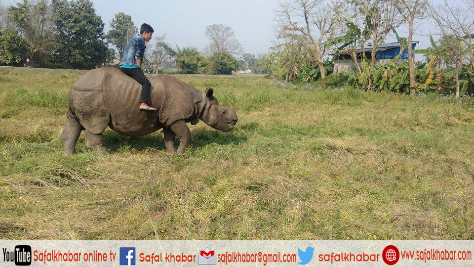 गैंडामाथि युवक चढेको तस्वीर सामाजिक सञ्जालमा भाईरल