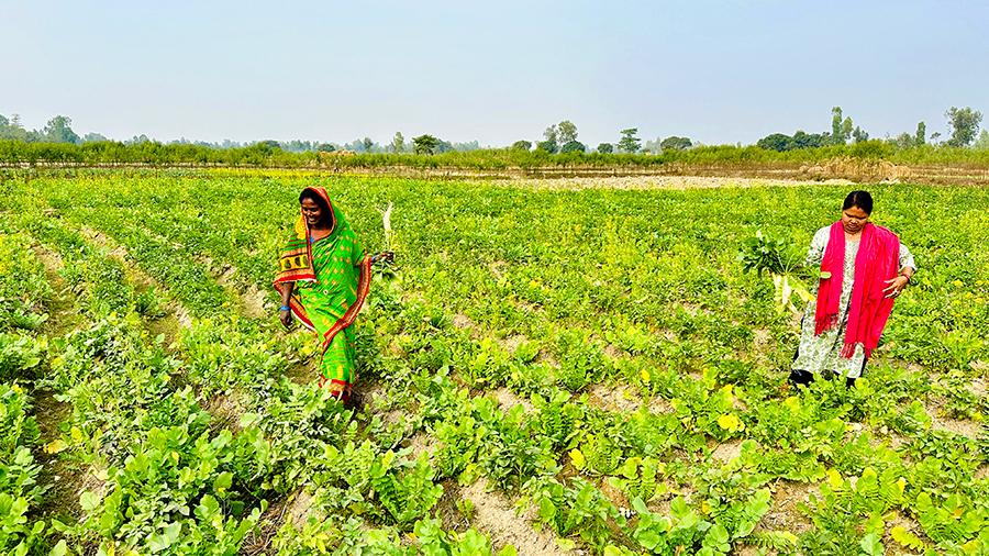 तरकारी खेतीबाट वार्षिक १५ लाख आम्दानी