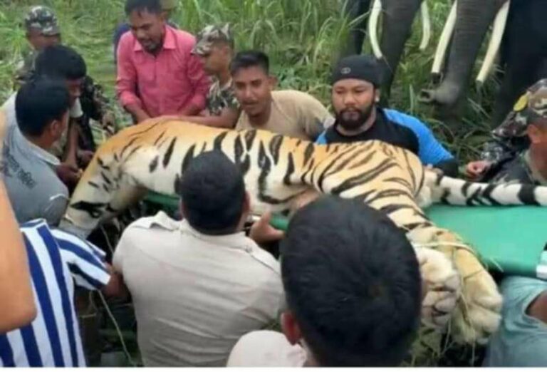 कञ्चनपुरबाट बर्दिया ल्याइयो नरभक्षी बाघ